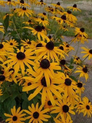 Black Eyed Susan Lot of 2 Rudbeckia Perennial Bare Root Live Starter Plant