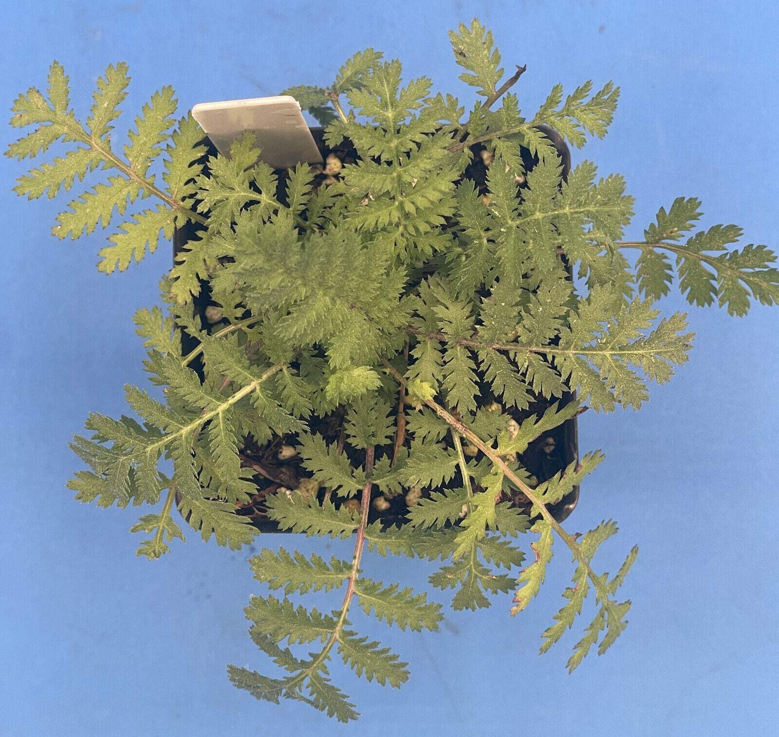 Tansy Live Plant 3″ Starter Pot – Tanacetum vulgare