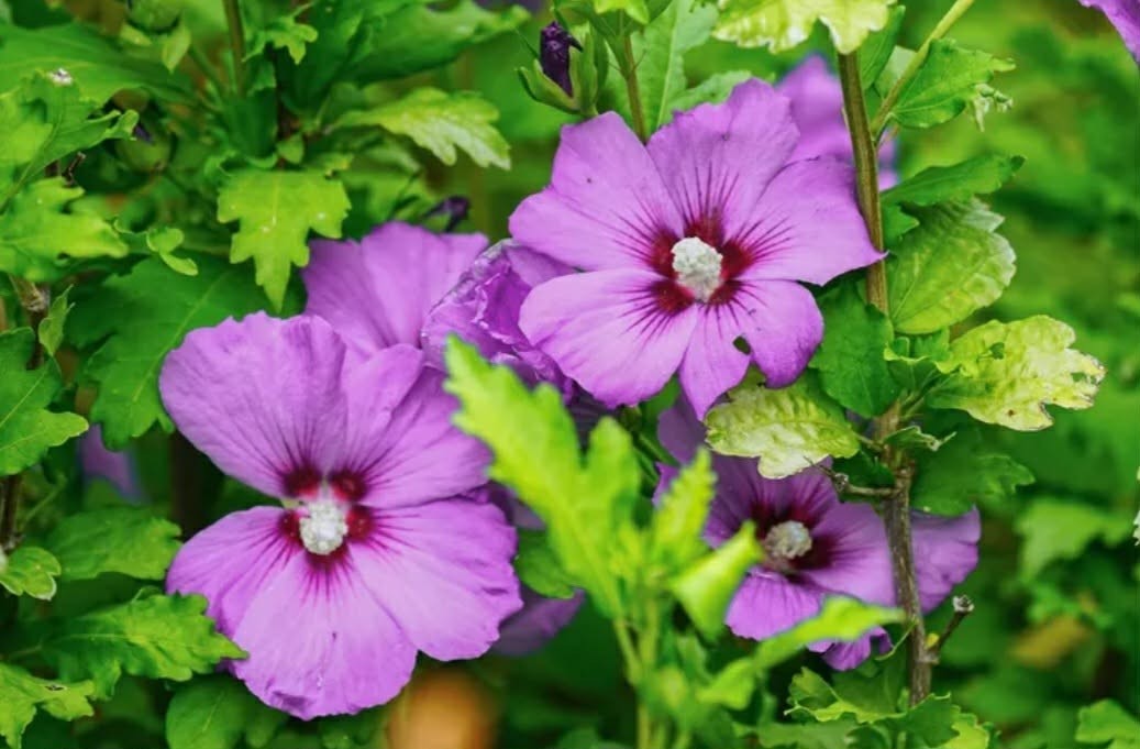 Rose of Sharon , Hibiscus Seeds, 3 Colors Or Mix.