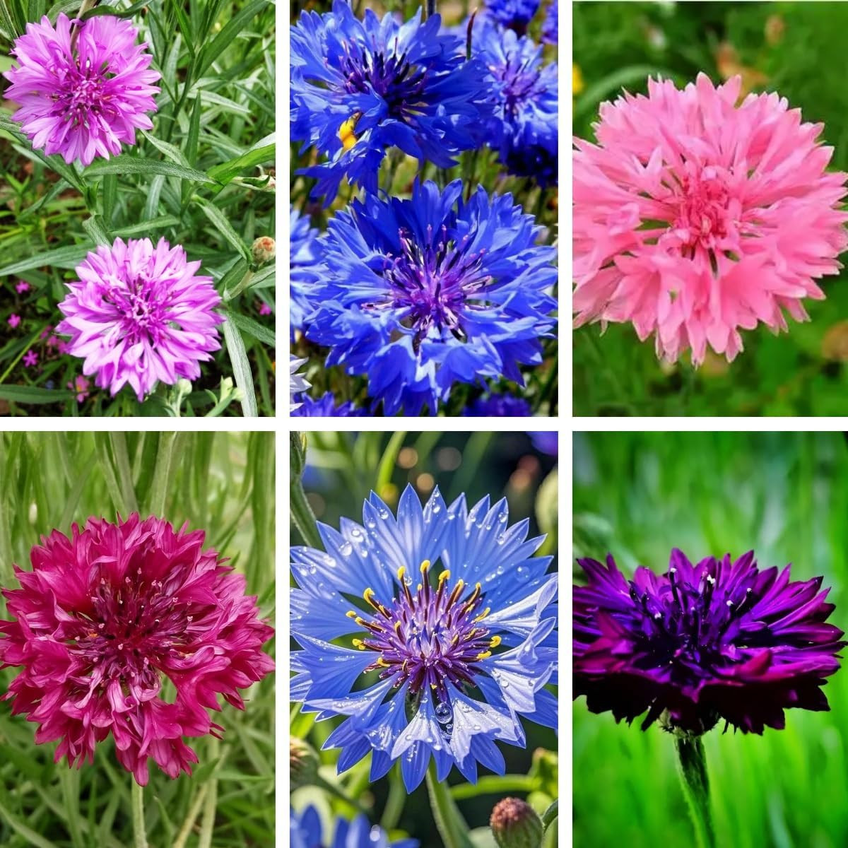 5000 Count Premium Cornflower Seeds, Non-GMO Heirloom, High Germination Rate, Ha