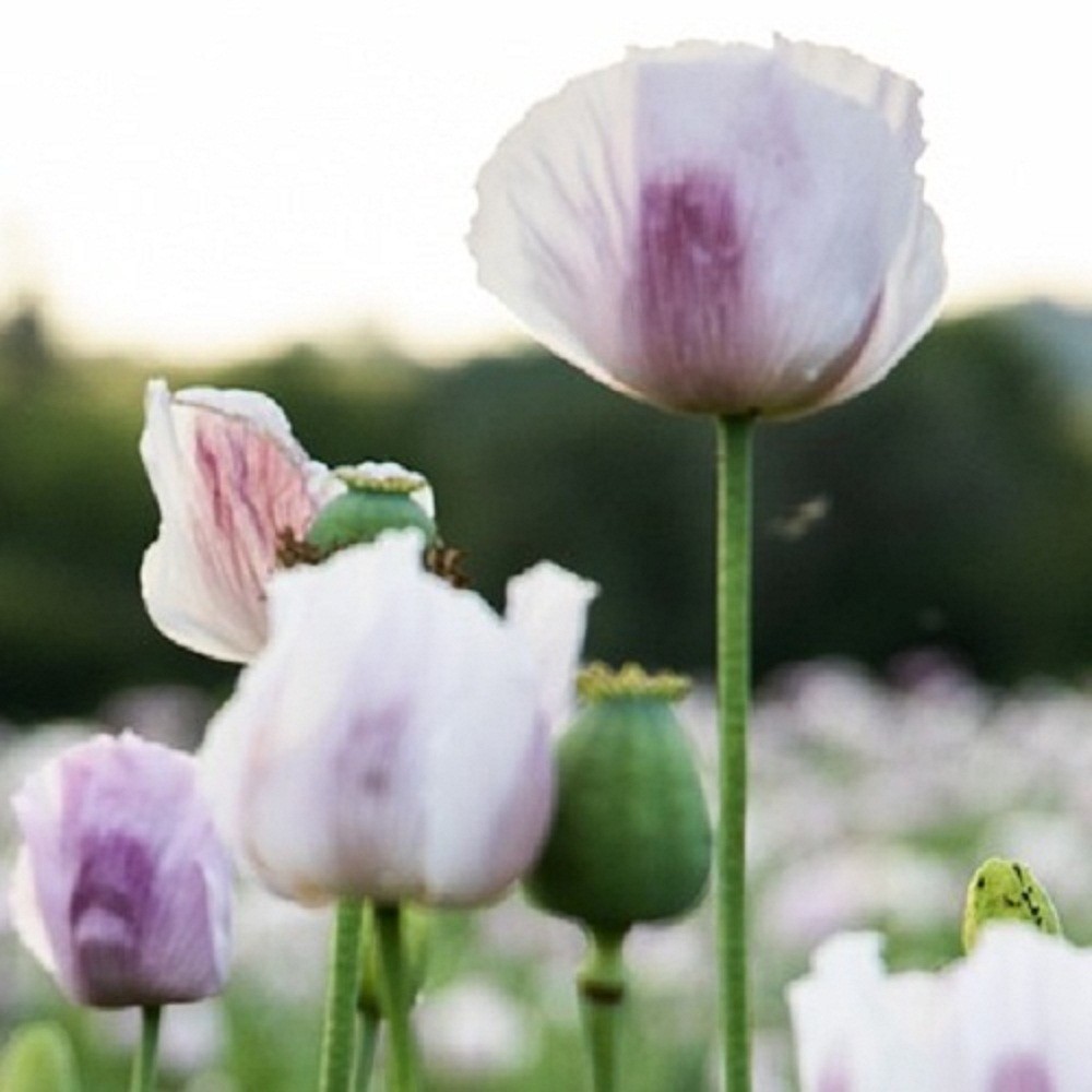10,000 Untreated Tasmanian Poppy Seeds for Planting Authentic Papever Somniferum