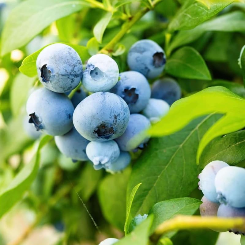 2 Biloxi Blueberry Bush Live Plant, Blueberry Plants Live 5-9 Inch Height