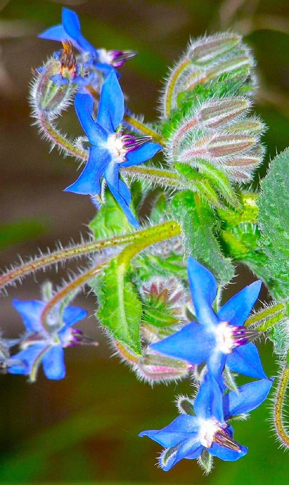 Beautiful Borage Flower Seeds 35 Seeds BUY 4 GET FREE SHIPPING!!!