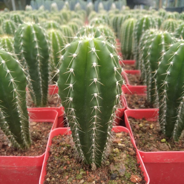 Neobuxbaumia polylopha Starter Plants Rare Columnar Cacti Succulent Live Plant