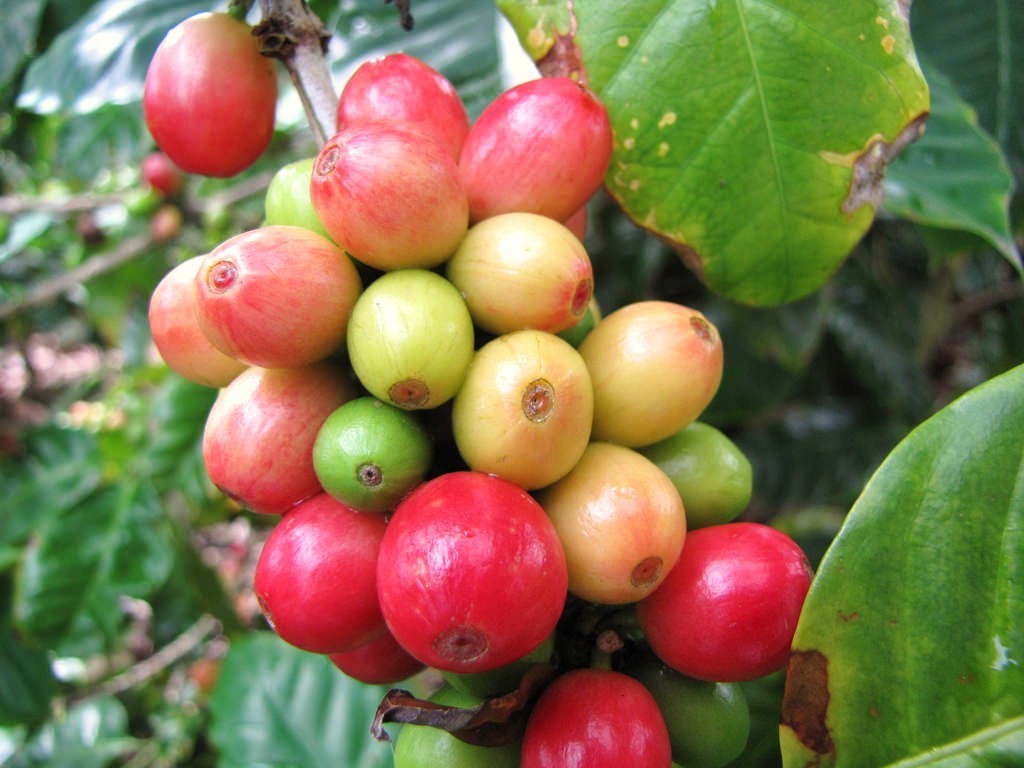 Coffee Bean Tree, Coffea Arabica tropical rare shrub exotic cafe seed 10 SEEDS