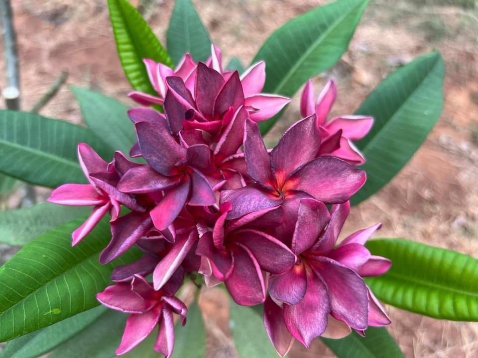 Plumeria (Frangipani) ‘PK Lucky Purple’ Grafted w/roots