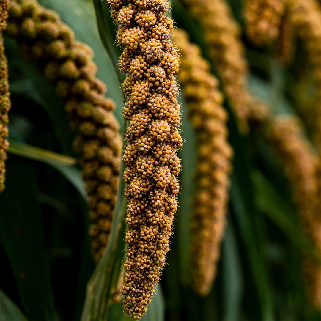 Fresh Foxtail Millet Seeds | Fast Growing | Heirloom Non-GMO | Grain Seeds