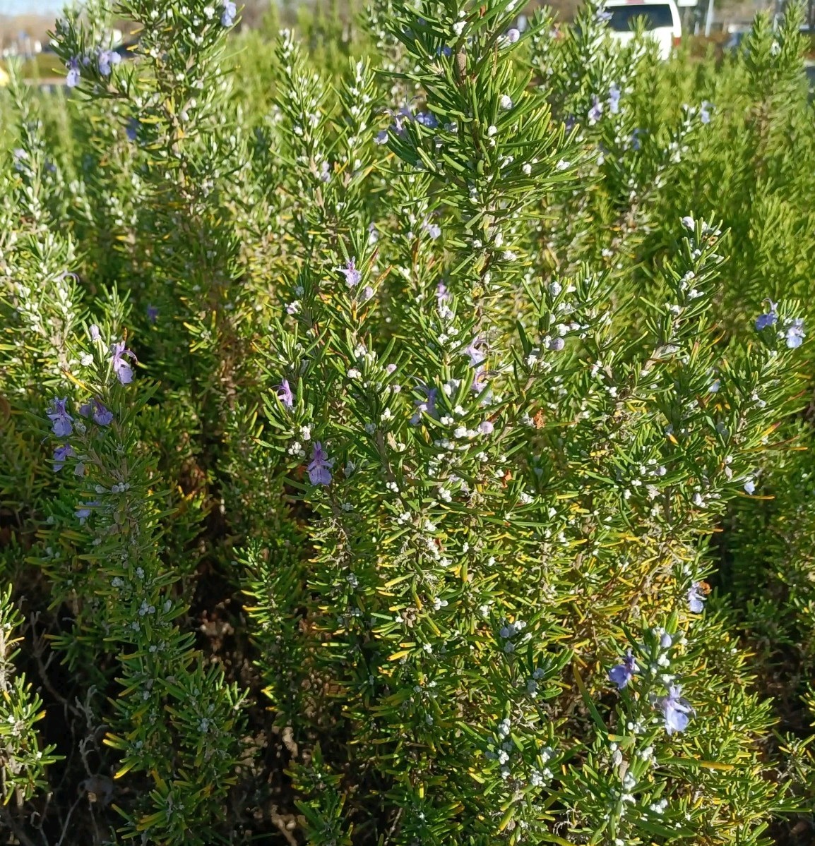 Organic Rosemary Herb Plant LIVE 12 X Cuttings 10 Inch each USA Grown FAST SHIP