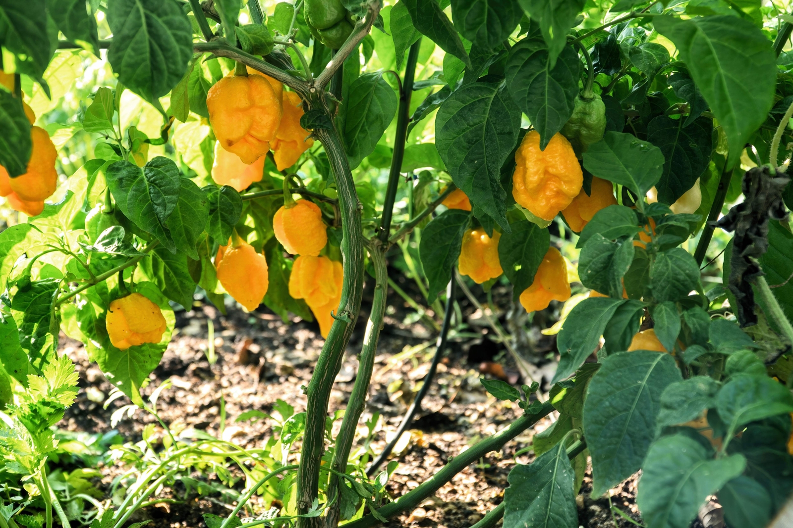10 Yellow CAROLINA REAPER PEPPER World’s Hottest Capsicum Chinense Chili Seeds
