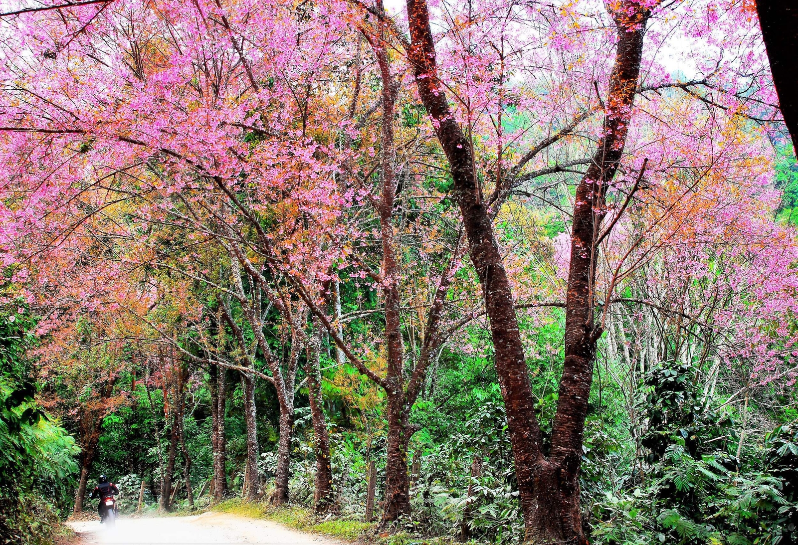5 HIMALAYAN CHERRY Prunus Cerasoides Pink Flowers Red Fruit Tree Seeds