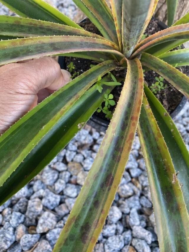 PINEAPPLE PUNCH (MANFREDA X AGAVE HYBRID) MATURE PLANT