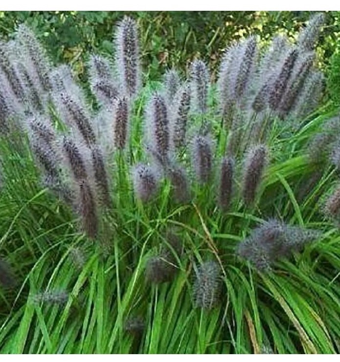 10 Black Cat Tail Pampas Grass Seeds Perennial Flowering Grasses USA Seller
