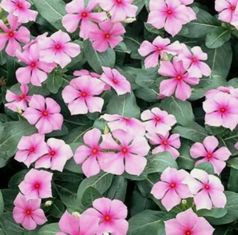 20+ Pink Vinca Seeds, Pink Periwinkle Seeds, Non-Gmo Heirloom Flower Seeds, USA