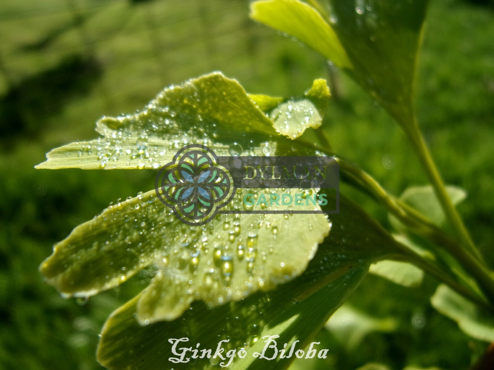 Ginkgo Biloba Tree – Maidenhair Tree – Living Fossil Tree – Multiple Sizes