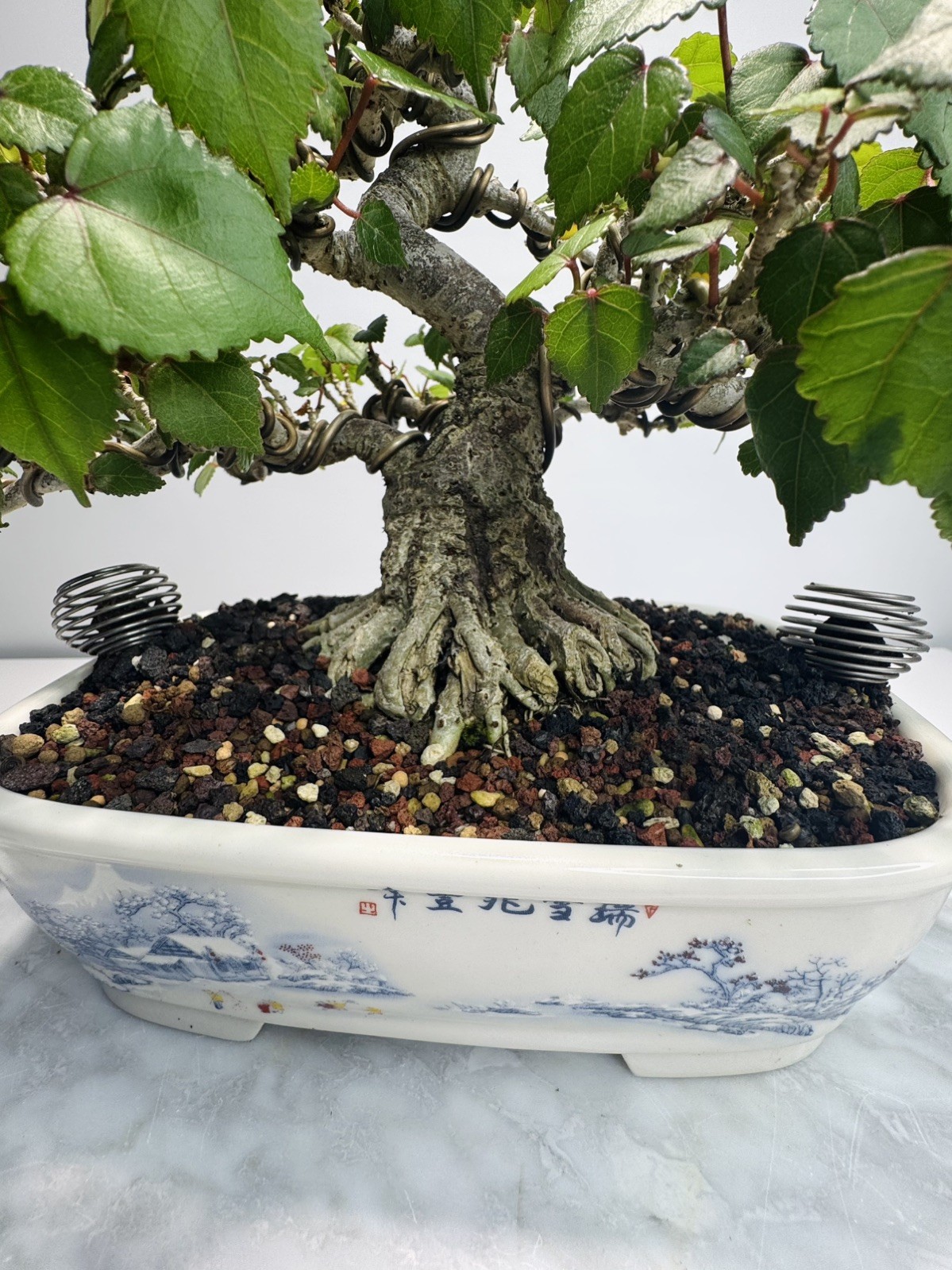 Red Stem Sea Hibiscus Bonsai (Waru)