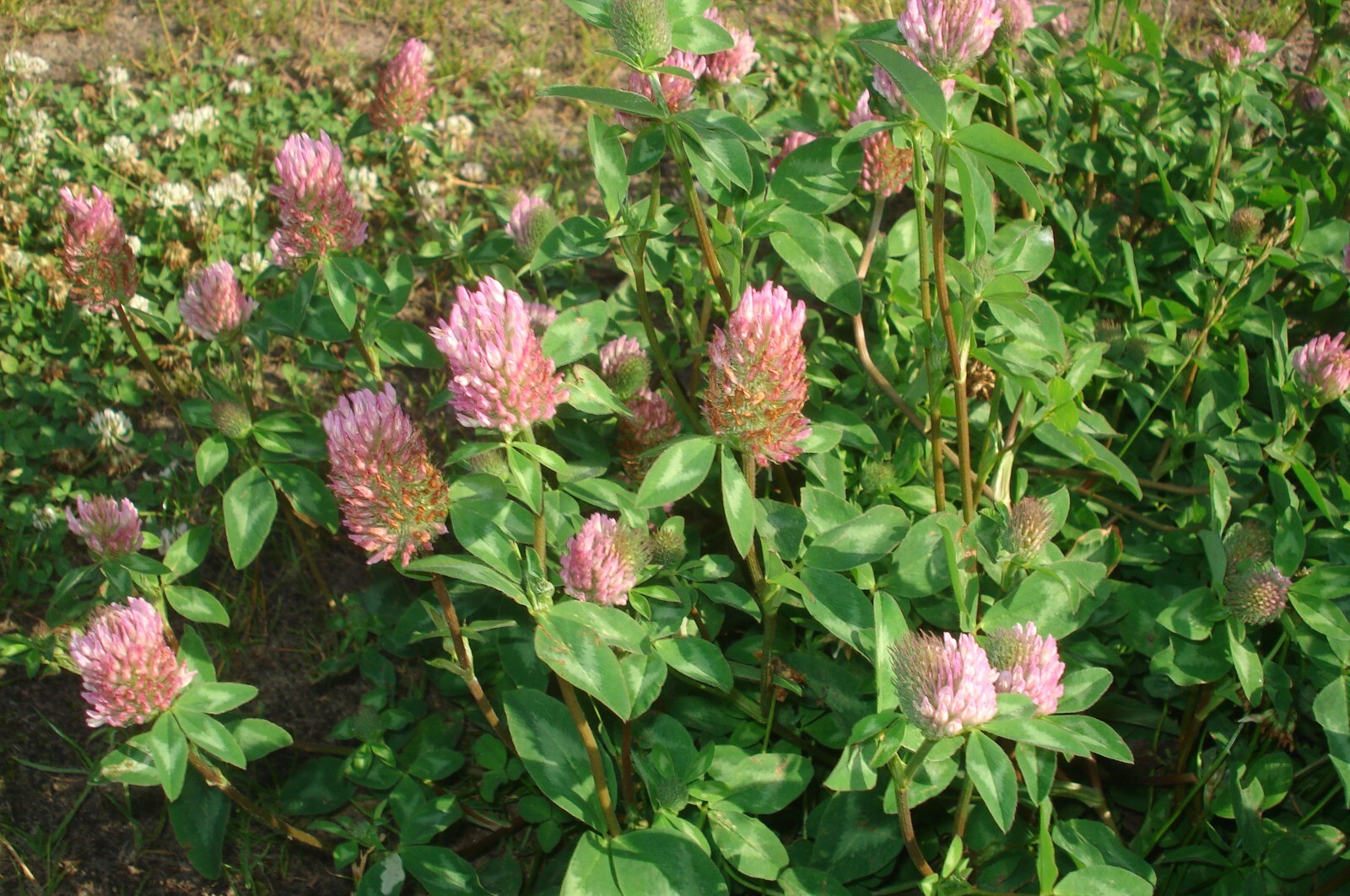 1000 Mammoth Red Clover Seeds – Trifolium pratense Mammoth – Non-GMO Seeds