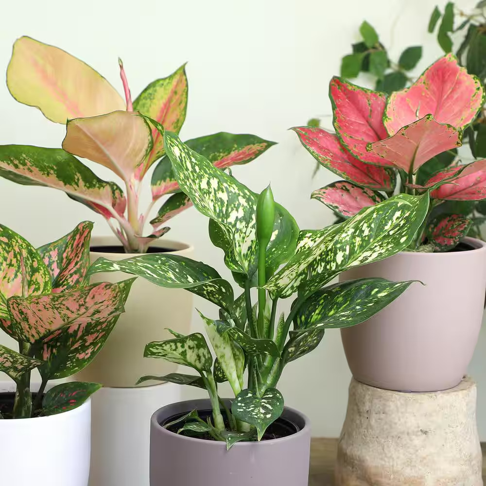 4.25 In. Pink Chinese Evergreen Aglaonema Beauty Live House Plant in Grower Pot
