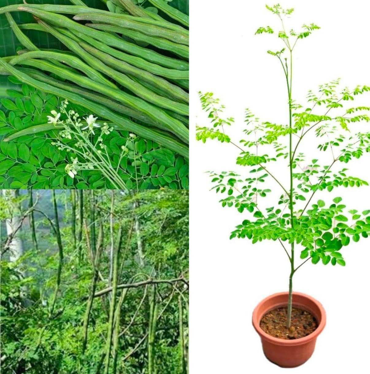 100 Organic Moringa Seeds for Edible Growth – Perfect for -Round Planting