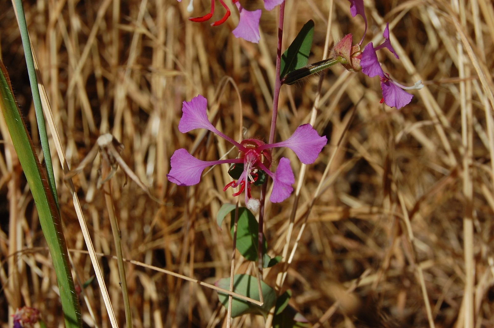 Elegant Clarkia Seeds California Native Flower Clarkia Unguiculata Drought Toler
