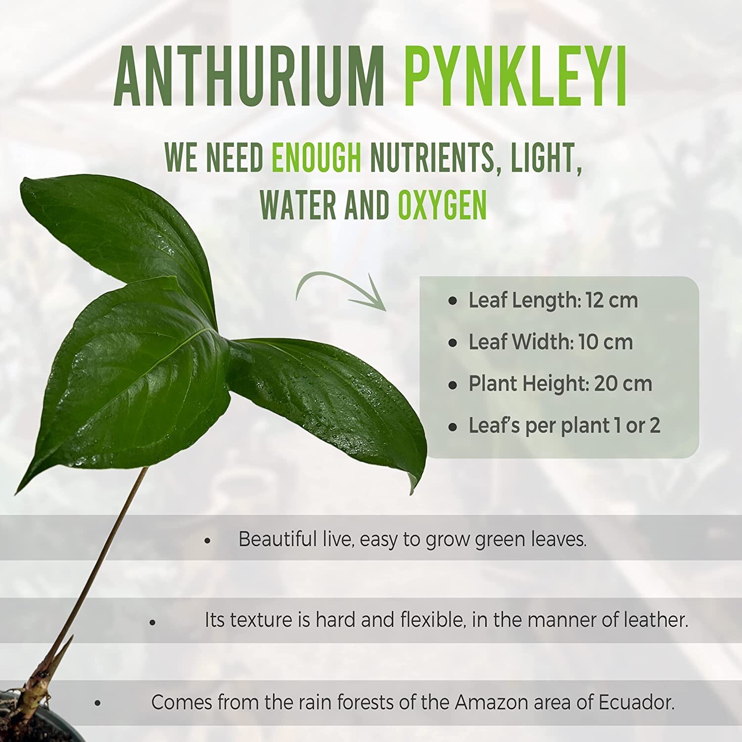 Anthurium Pynkleyi by LEAL PLANTS ECUADOR |Green Live House Plants for Indoors