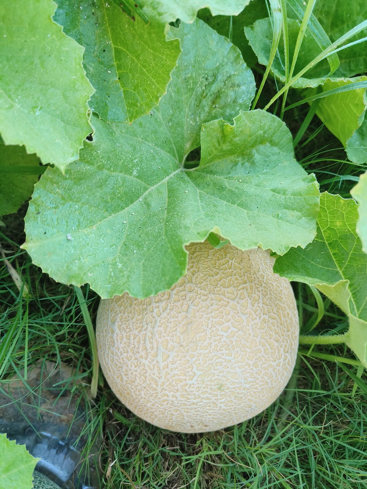 50 Texas Original Heirloom Pecos Cantaloupe Seeds – Legendary Pecos Sweet Melon