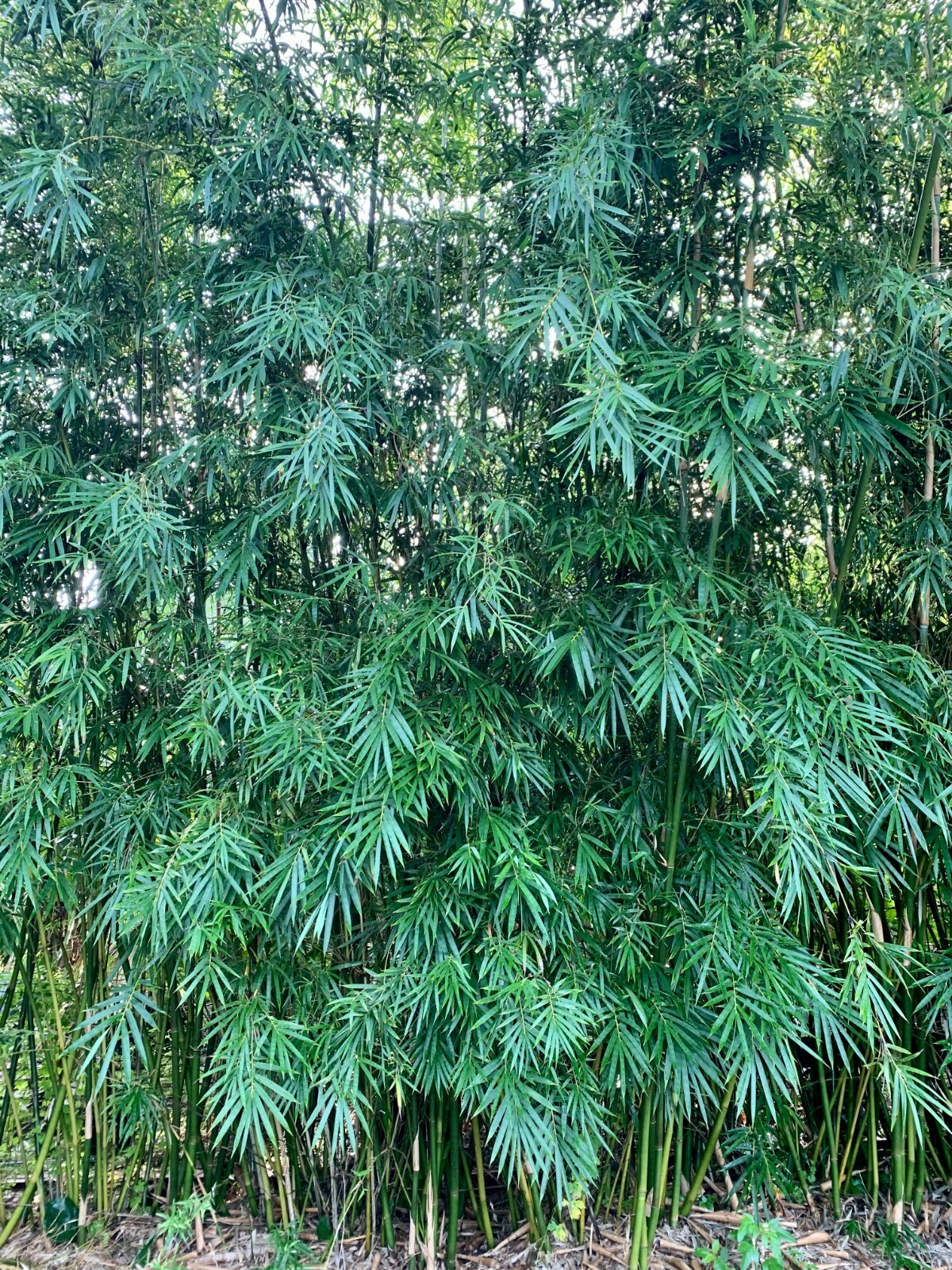 Dwarf Textilis – Bambusa textilis ‘RG Dwarf’ **NON-INVASIVE, CLUMPING**
