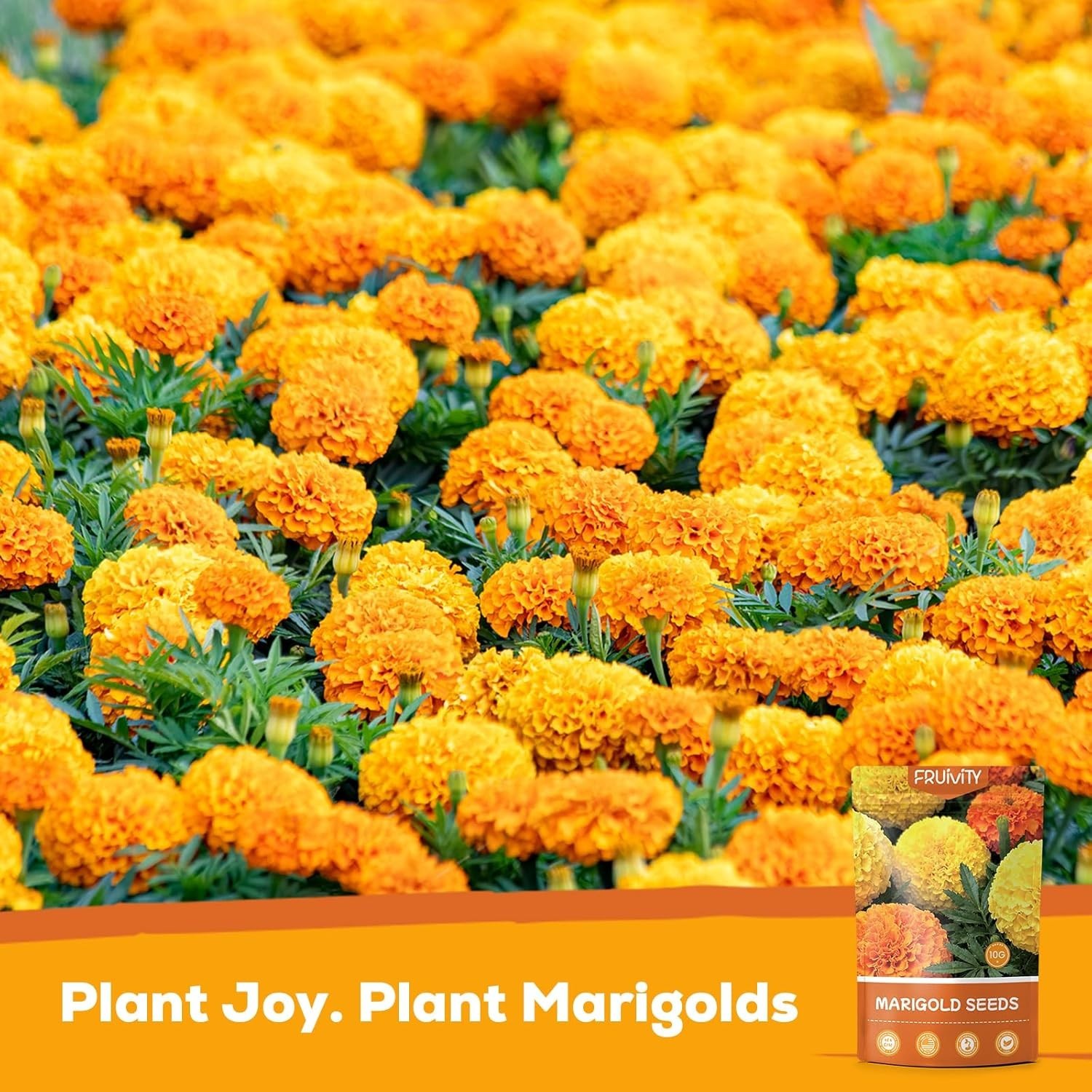 Heirloom Marigold Seeds – 400+ Non-GMO Seeds for Breathtaking Floral Displays