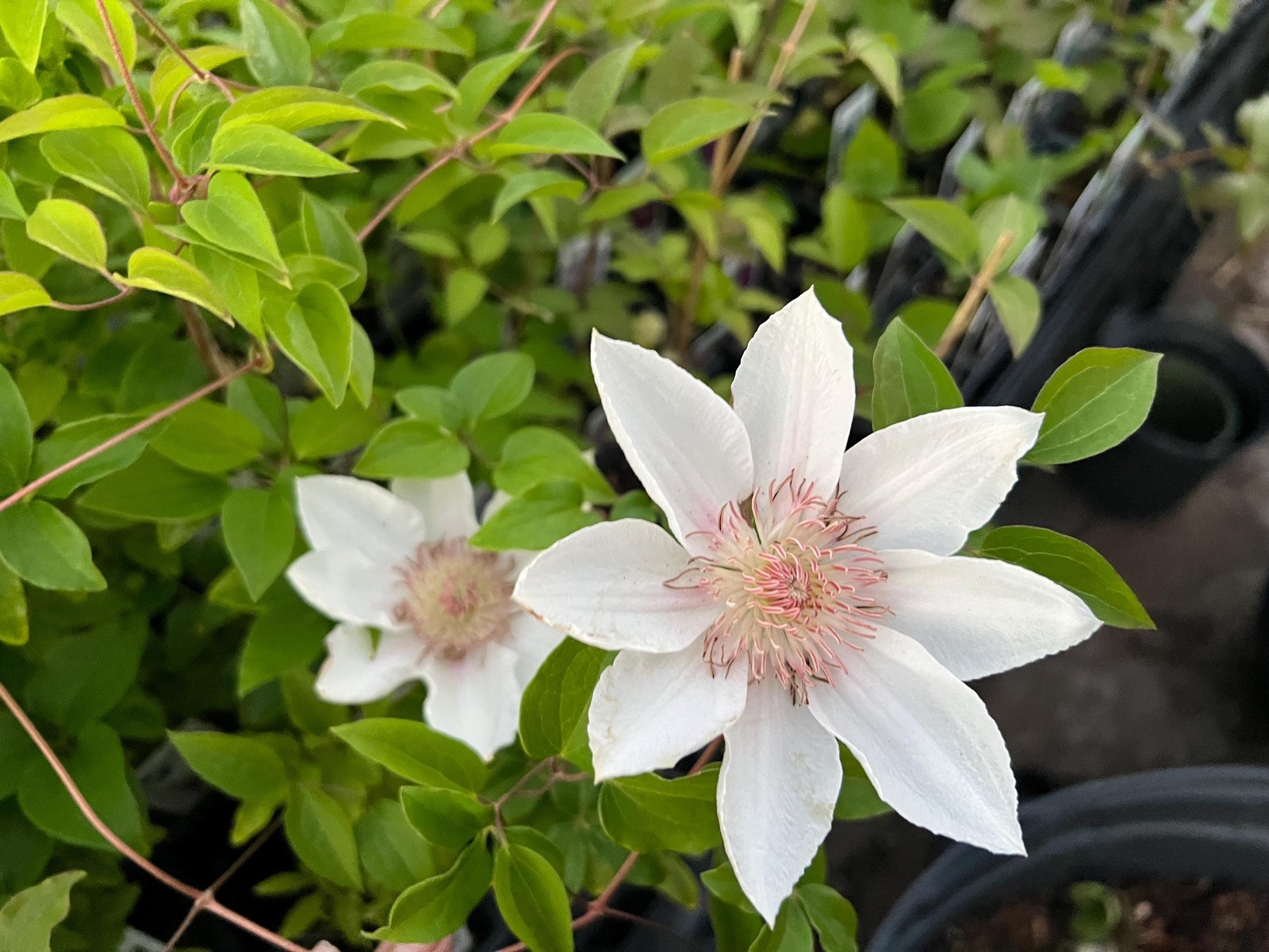 1 “Corinna” Clematis Starter Plant (Not Seeds) – US Seller