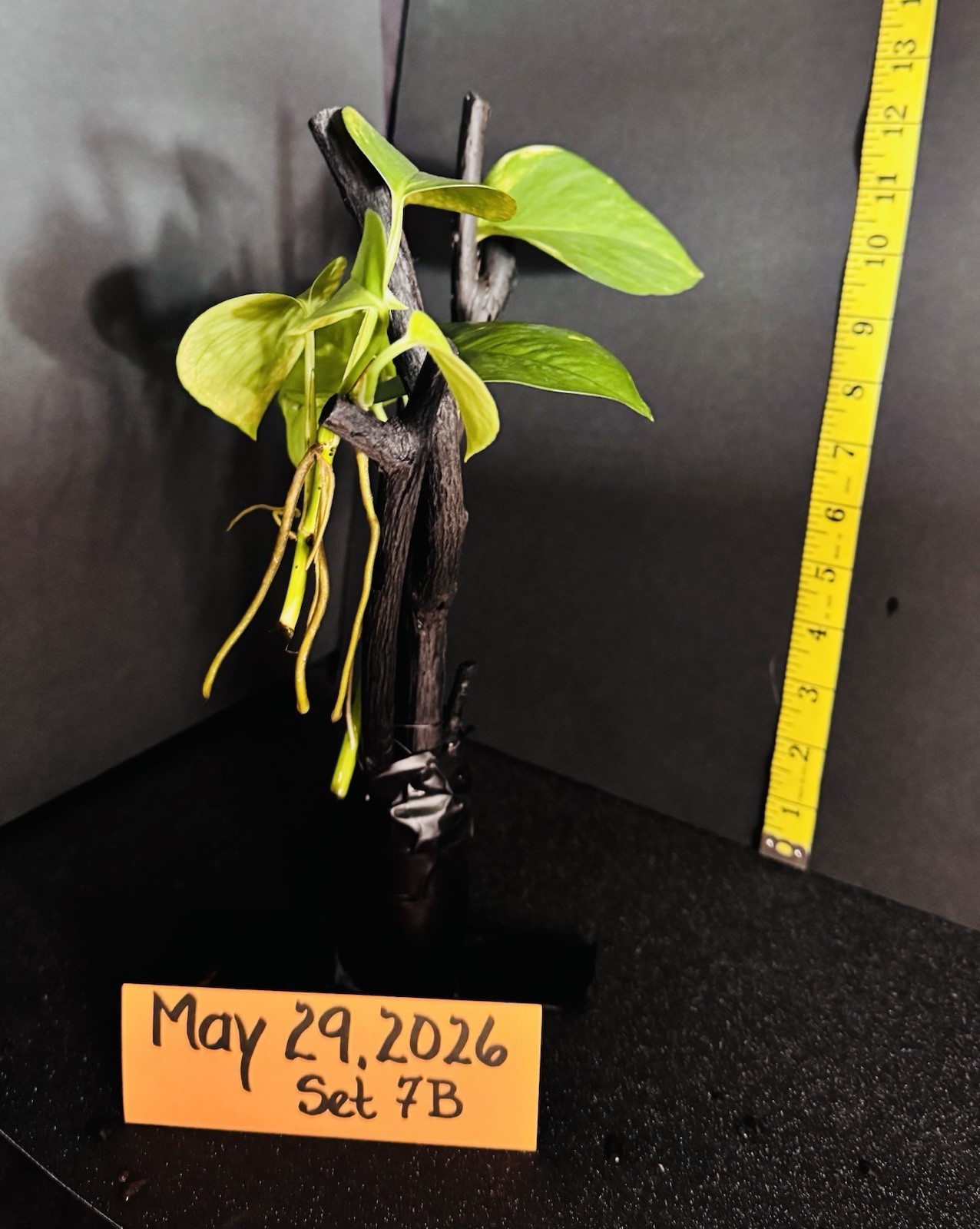 Golden Pothos Live Plant