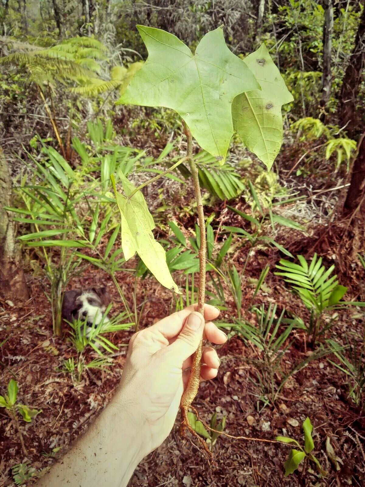 1 foot tall! Hawaiian Kukui nut tree * Aleurites moluccanus * Tropical Plant