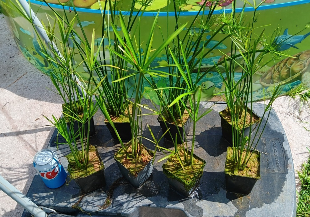 Dwarf Umbrella Palm (Cyperus) – Tropical Marginal / Bog / Pond Plant 4 inch Pot
