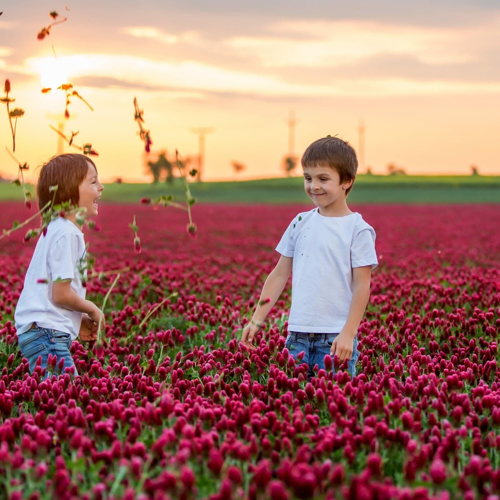 Buy 5 lb Organic Crimson Clover Seeds for Cover Crops, Forage, and Pollinators