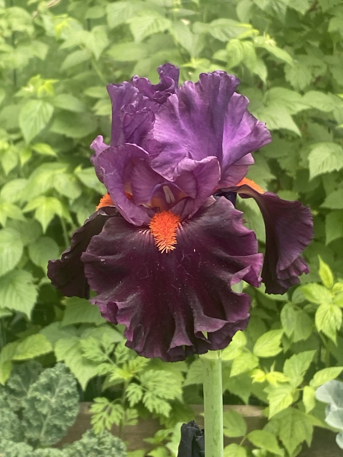 Sharp Dressed Man Bearded Iris Rhizome Perennial