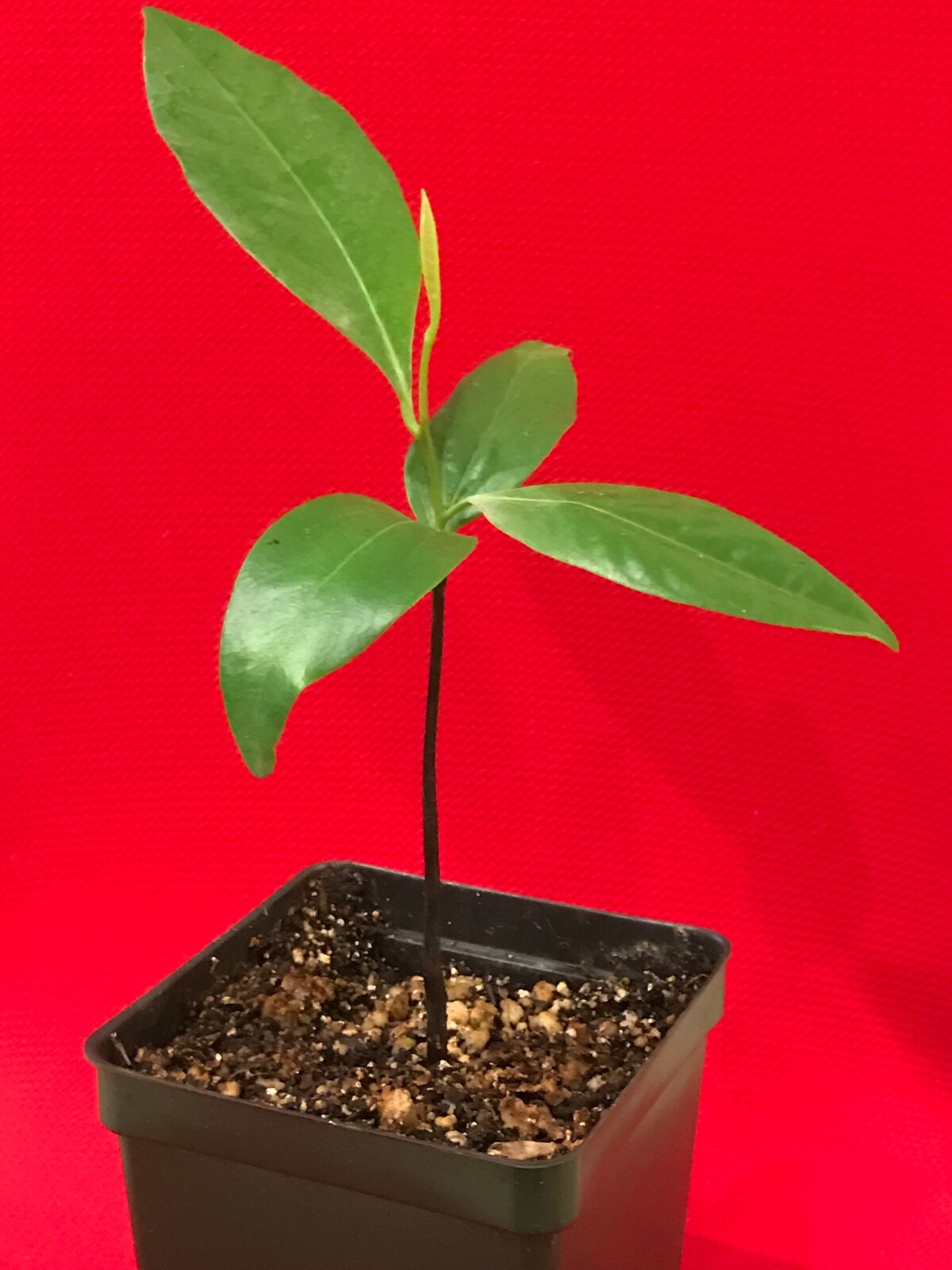 Black Sapote Diospyros Nigra Chocolate Pudding Starter Plant Tropical Fruit Tree