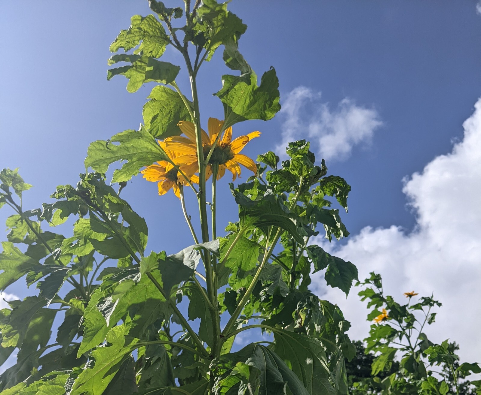 Tithonia Diversifolia – Mexican Sunflower – Live Organic Cuttings with Roots