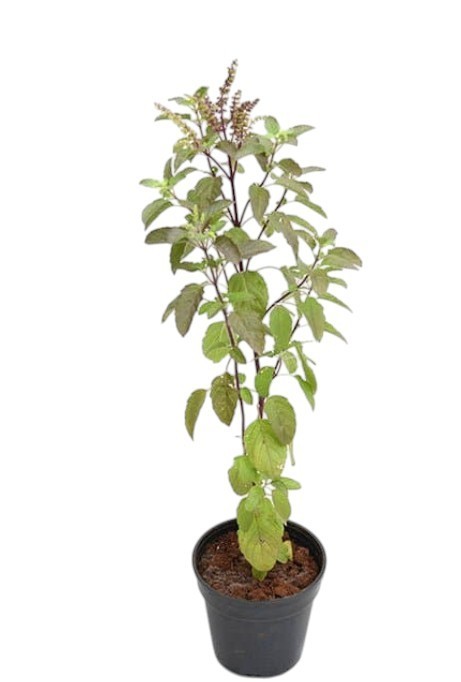 Holy Basil Plant Krishna Ocimum Sanctum Live Indoor Flowering 4-6″H In 4″ Pot