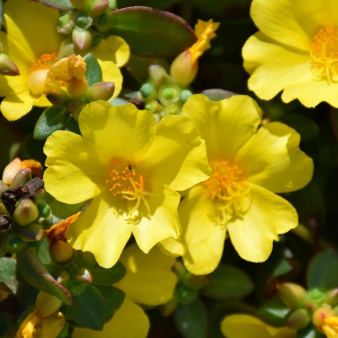 Set 2 Jumbo Yellow Portulaca Live Plant – 5-9″ Tall – Ship No Pot – Heat Toleran