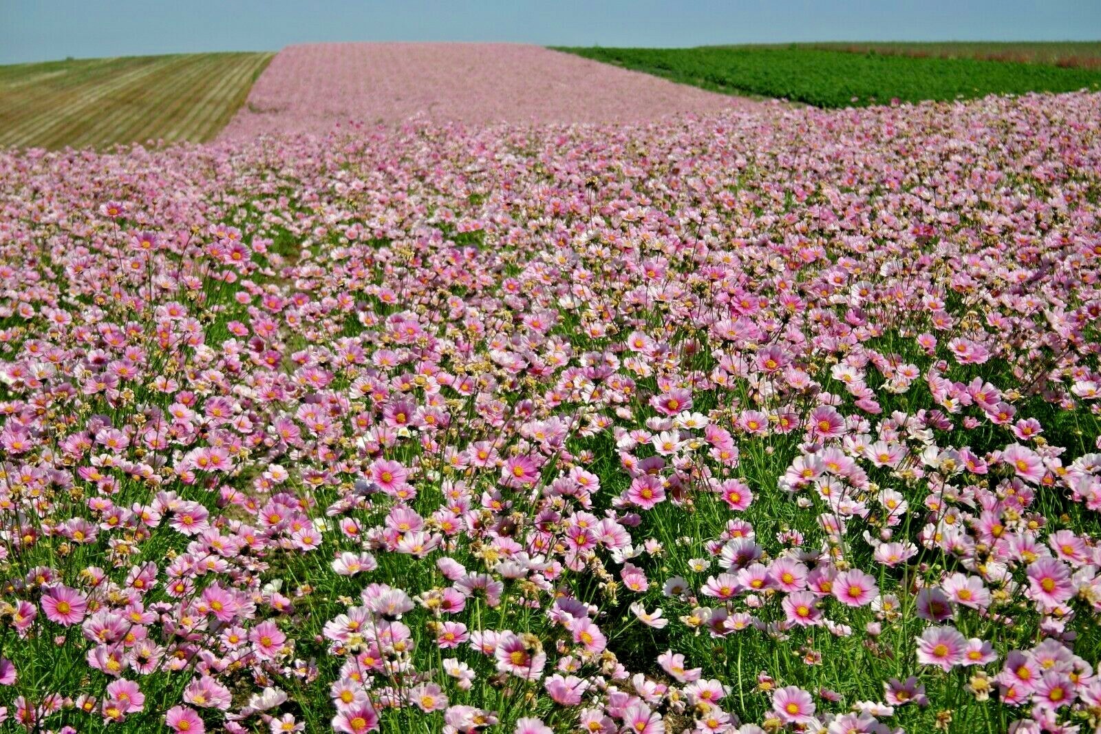 300+COSMOS DAYDREAM Seeds Wildflower Heat Drought Poor Soils Pollinators Easy