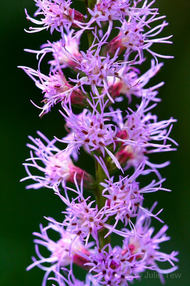 Liatris Spicata – Dense Blazing Star seed
