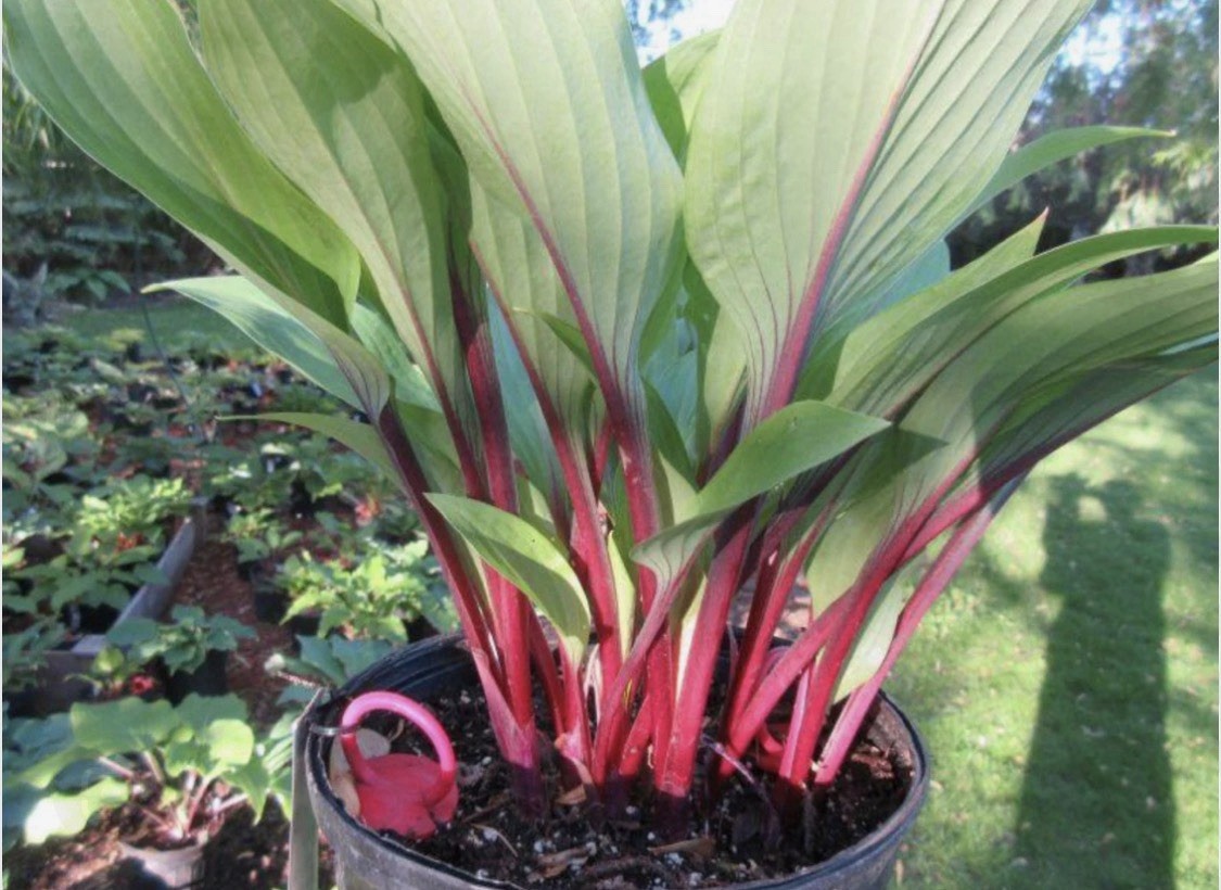 Hosta ‘Considering Concordville’ Plant 1gal Pot Upright Leaves Deep Red Stems!!