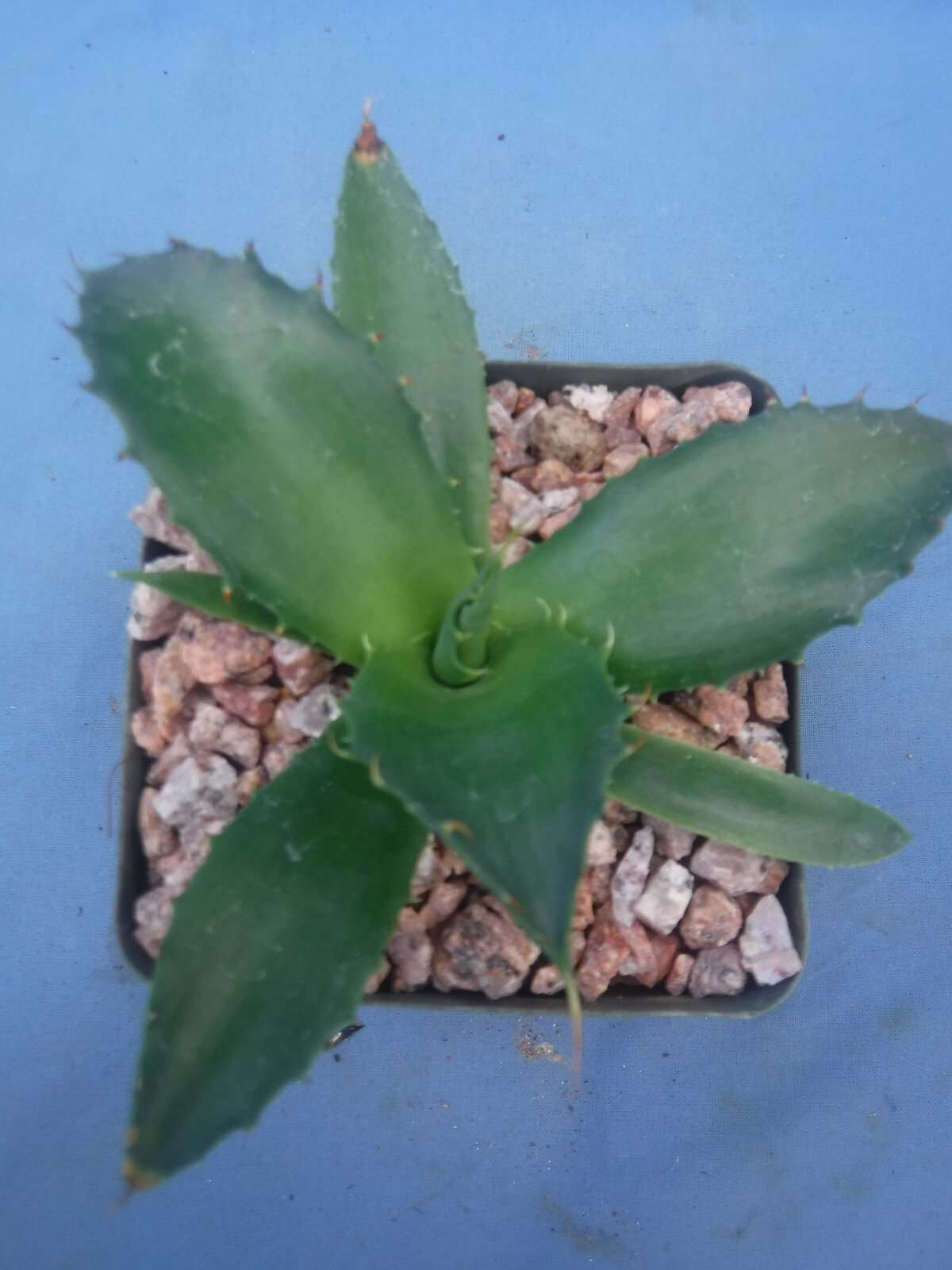 Agave “ShawPot” Starter Plant! HUGE Red Teeth! Incredible Hybrid! RARE! 3″-4″ Wd