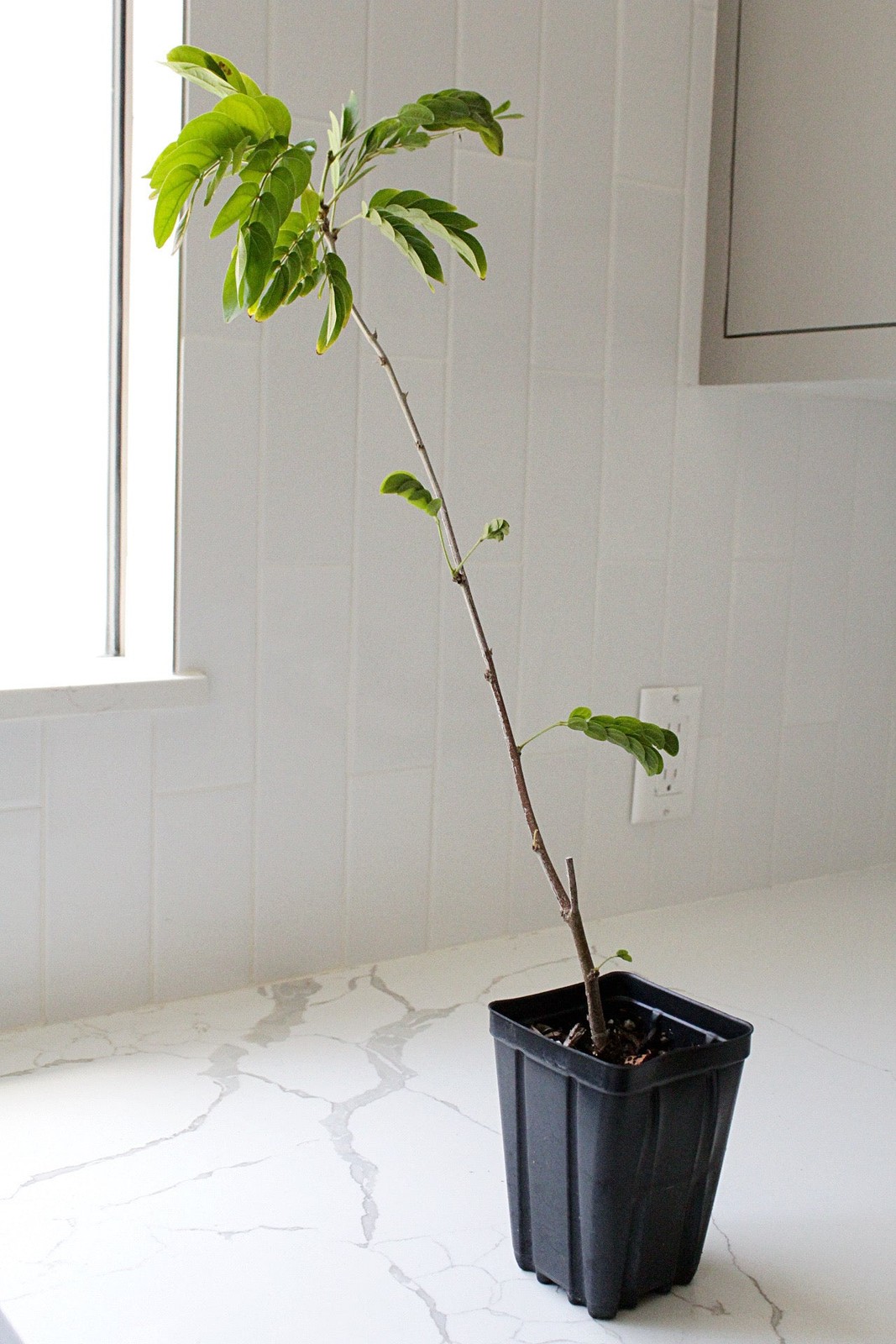 Powderpuff Pink Tree Starter – Calliandra Inaequilatera