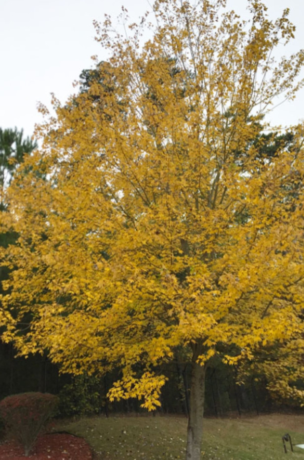Live Native Red Maple Tree – 12–16″ Tall – Quart Pot – No Ship AK, HI, or PR
