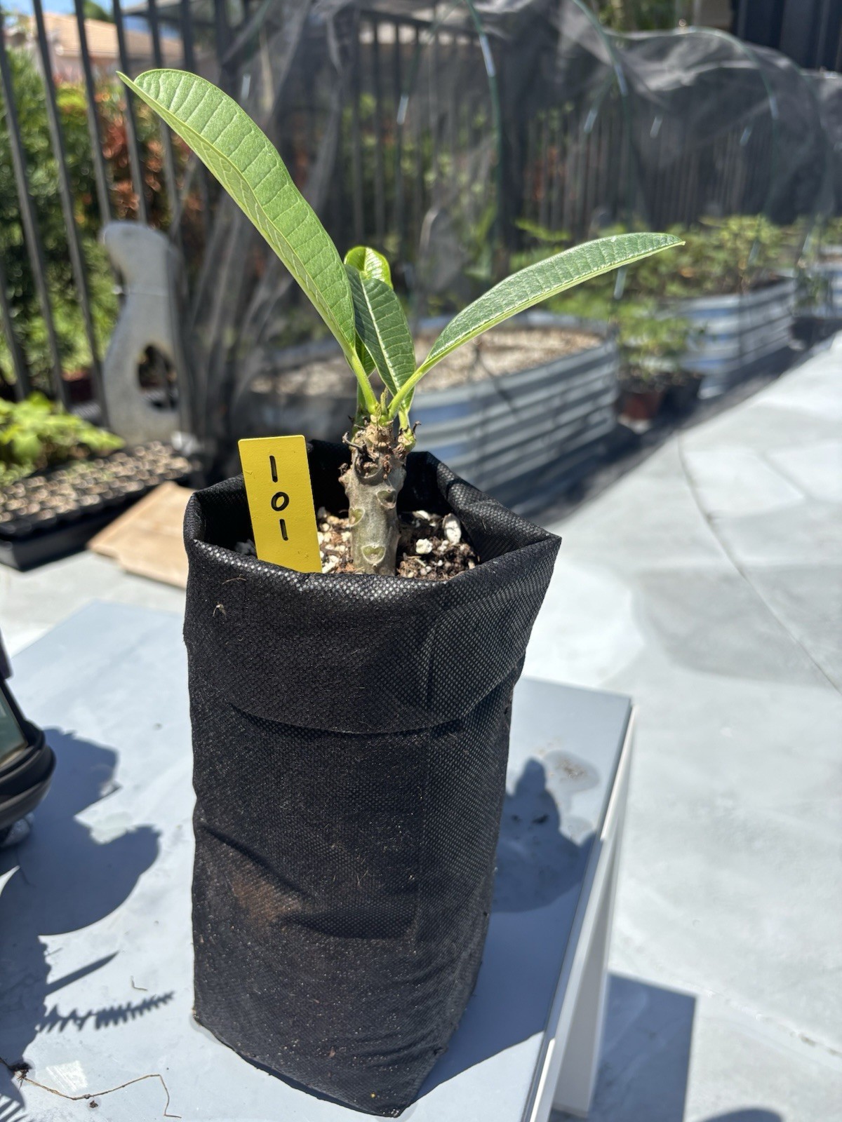 Rooted Plumeria Frangipani Live Plant BEST STRONGEST FRAGRANT STRAIN NAG CHAMPA