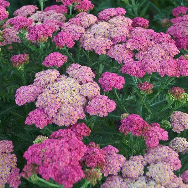 Yarrow (Achillea Millefolium) Live Plant, Healthy Starter Plant for Pollinators