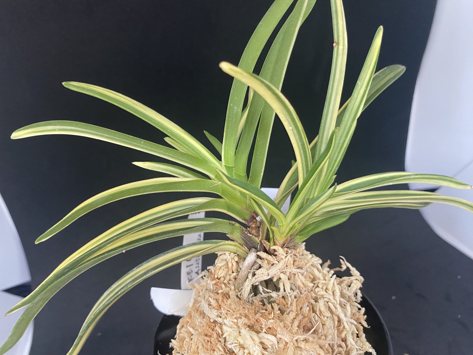 Neofinetia falcata A325DK132. KEIGA 慶賀