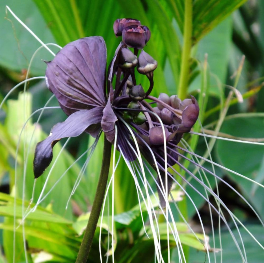 Set 2 Black Tacca Live Starter Plants, size 2″Pot, Black Bat Flower, Ship No Pot