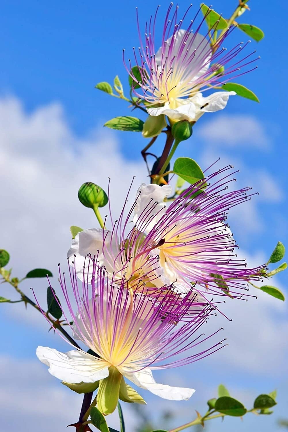 30 Caper Bush Seeds to Grow Capparis spinosa