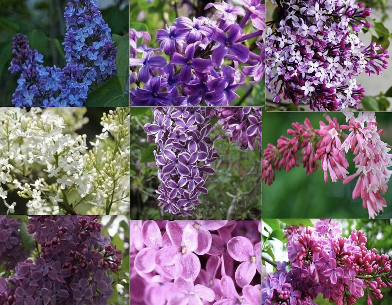 25pc LILAC SEEDS Garden Plant Flower rare bloom exotic USA seller FREE shipping