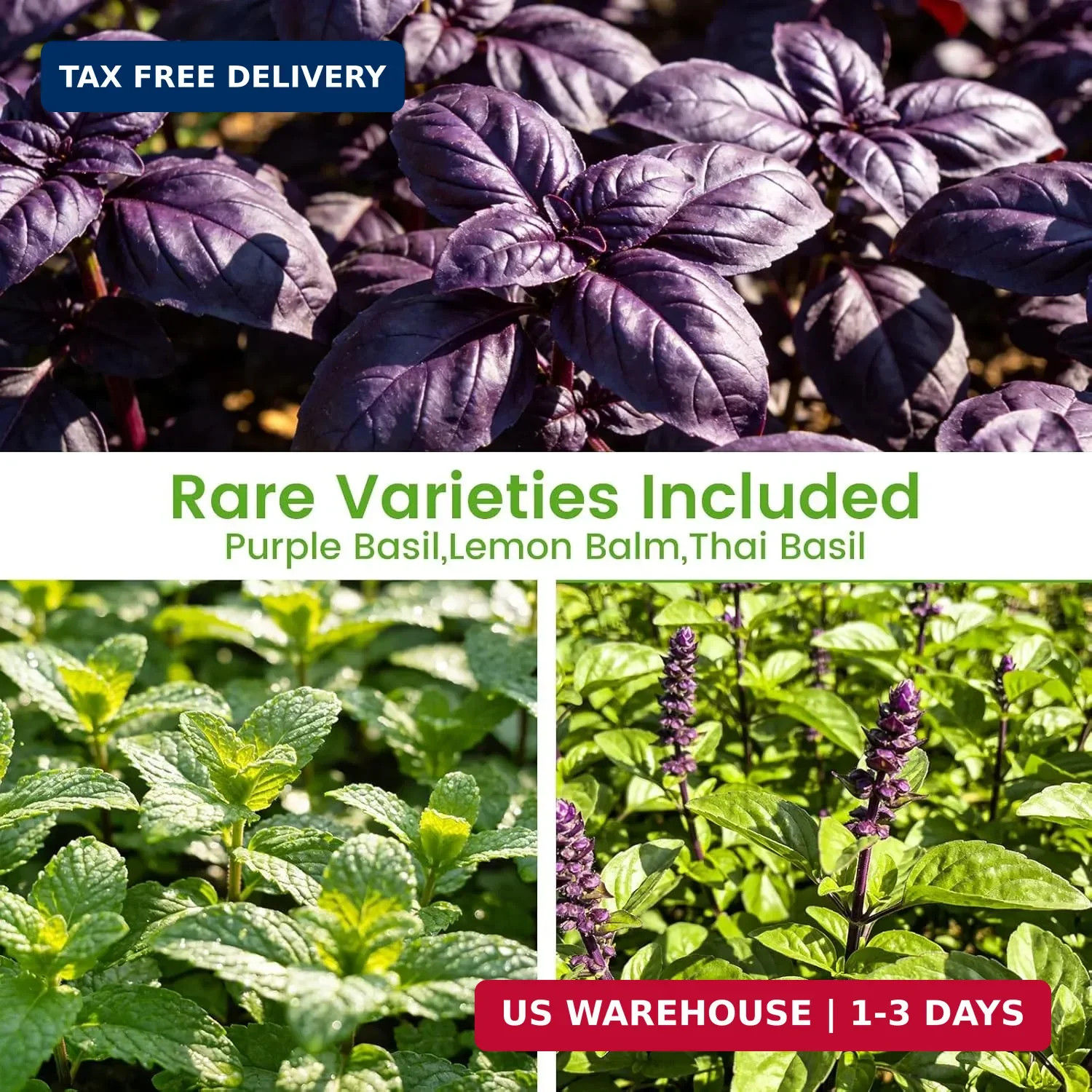 Herb Seeds 15-Pack – 4,500+ Non-GMO Heirloom Seeds for Planting – Indoor & Outdo